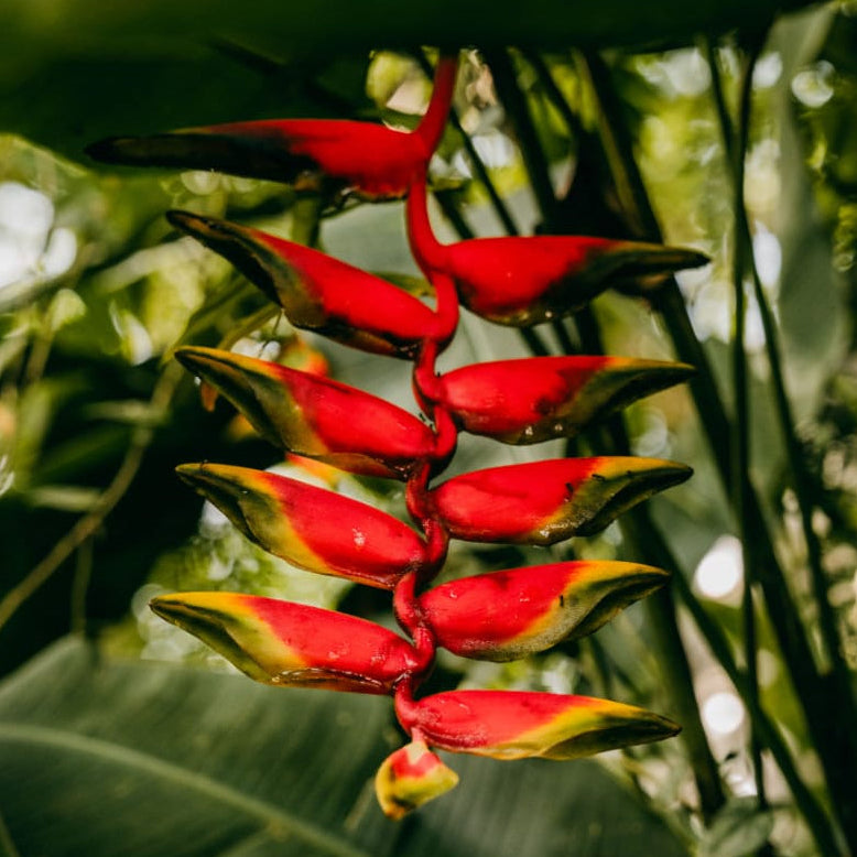 The Heliconia
